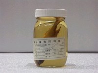 藏品(斑鰭光鰓雀鯛)的圖片